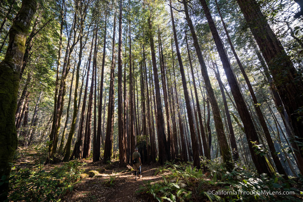 ARTICLE: Sonoma Coast Alliance Named Cooperating Association for Kruse Rhododendron State Natural Reserve